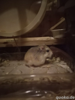 Roborowski Hamster Dame  Bild 4