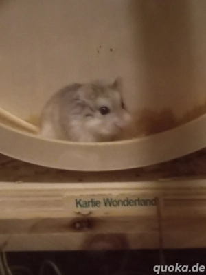 Roborowski Hamster Dame  Bild 3