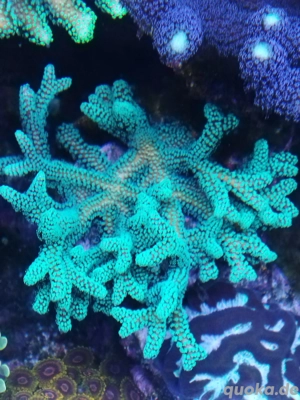 seriatopora Meerwasser Koralle 