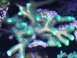 stylophora gelb Meerwasser Koralle  Bild 2