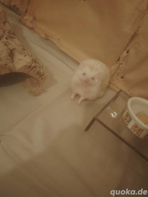 Weissbauchigel (Männlich) 