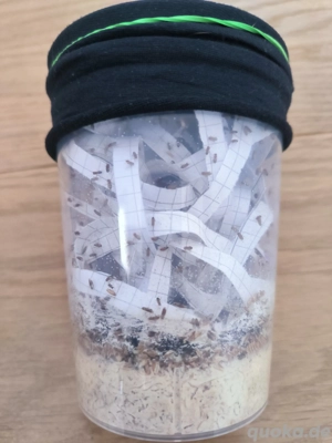 Drosophila Melanogaster Small