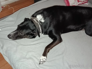 Labrador rüde 3 jahre alt