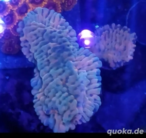 Montipora Vino Meerwasser Koralle  Bild 2