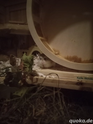 Roborowski Hamster Dame  Bild 5