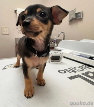 Chihuahua-Welpen Bild 2