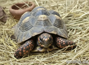 mehrere Köhlerschildkröten (Chelonoidis carbonarius, Geochelone carbonaria)