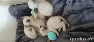Siamkätzchen 