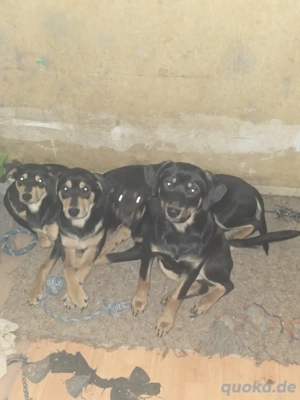 Australien Kelpie Mix