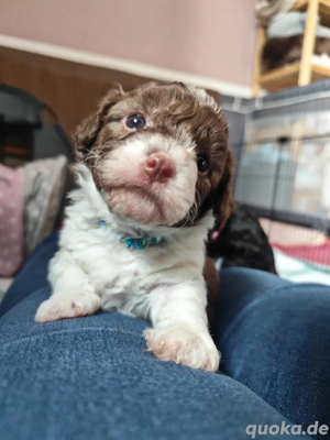 Traumhafte Bolonka Zwetna Welpen 
