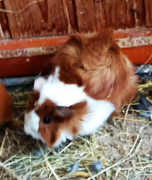 Junge Meerschweinchen Männchen