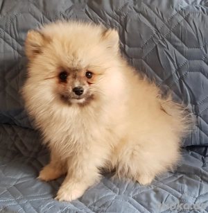  Zwergspitzwelpen (Pomeranian) zu verkaufen