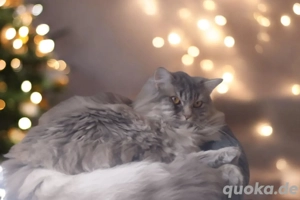 British Langhaar Deckkater