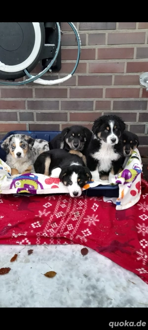 Senne-DSH-Aussie mix