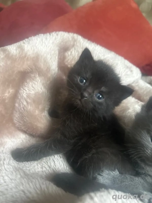 baby katzen zum verkaufen