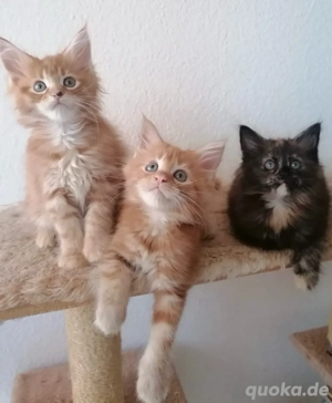  Wunderschöne Maine Coon Kitten suchen ein liebevolles Zuhause 