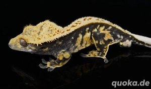 1.0 Kronengecko - Harlequin