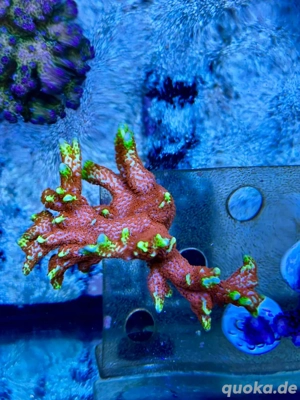 Monripora Bubble Gum SPS Koralle Meerwasser