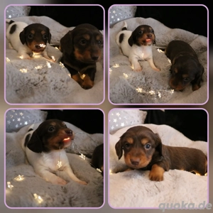 amerikanische Zwerg Dackel Welpen 