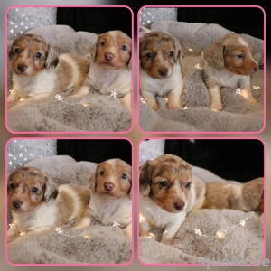 amerikanische Zwerg Dackel Welpen 