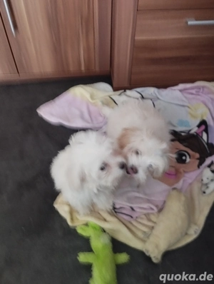 Malteser Welpen 