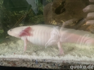 Axolotl zu verkaufen 