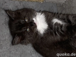 Maine coon mix kitten 