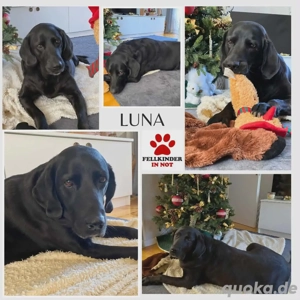 Luna Labrador Mischling Hündin verträglich Senior sucht Zuhause oder Pflegestelle