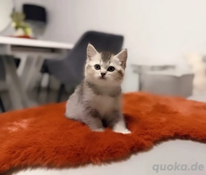 Reinrassige Bkh Kitten Balu