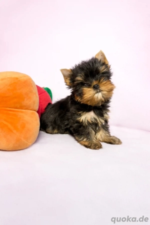 Yorkshire Terrier welpen Puppen typ mit Stammbaum.
