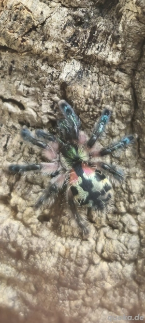 Vogelspinnen T. Seladonia Adult 