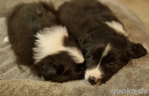 Süße Border Collie Welpen, Rüden