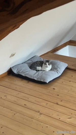 Suche Kitten (Kater)