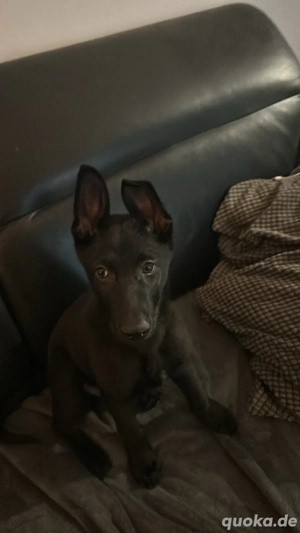 Deutscher Schäferhund