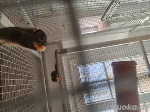 Chinesische Baumstreifenhörnchen