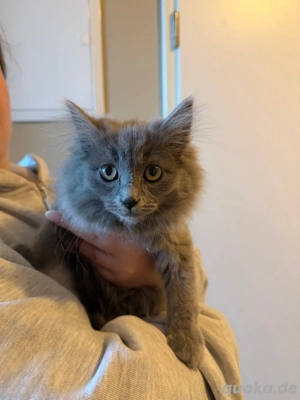 BKH - BLH Mix zu verkaufen