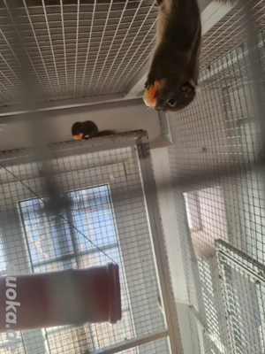 Chinesische Baumstreifenhörnchen