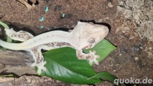 lilly White kronengecko dame abzugeben 