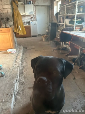 Wunderschöne Welpen 