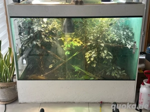 XXL Terrarium mit viel Zubehör Bild 2