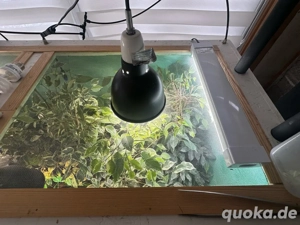 XXL Terrarium mit viel Zubehör Bild 3