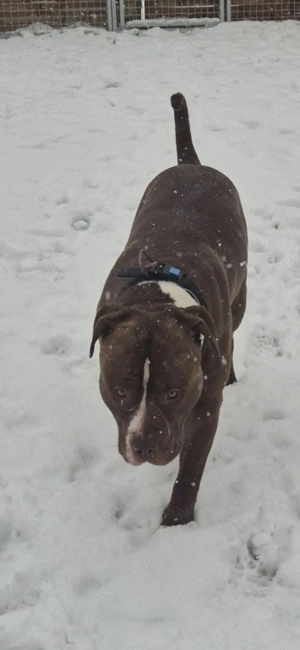 American Bully Welpen Standard und xl