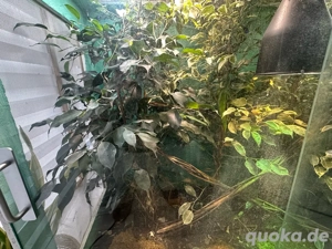 XXL Terrarium mit viel Zubehör Bild 5