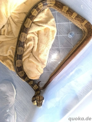 1.0 Boa constrictor imperator hypo motley 100% het albino