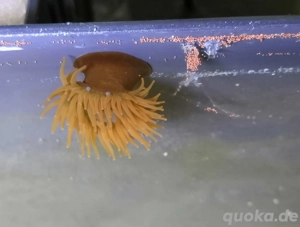 Purpurrosen, (Actinia equina) Meerwasser, Salzwasser , Anemone Bild 2