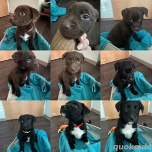 Aussiedor Welpen suchen ihr zuhause   