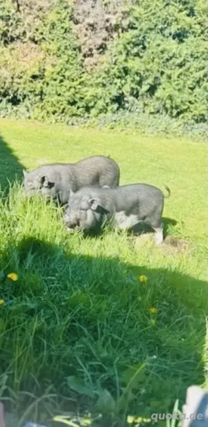 Minischwein Eber Schweine 