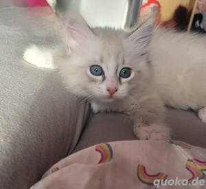 sibirische waldkatze neva masquarade kitten 