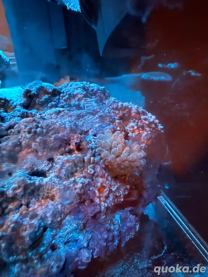 Kupferanemone Blasenanemone