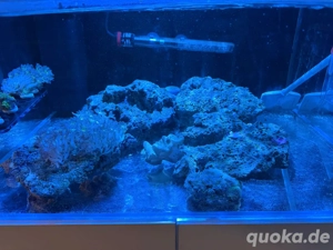 9,4KG Lebendgestein und Korallen abzugeben